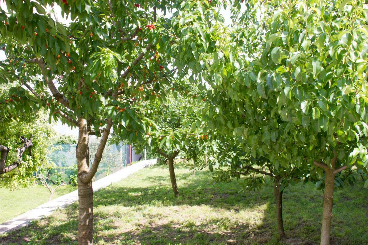 Villa Fig Zmijavci Ngoại thất bức ảnh